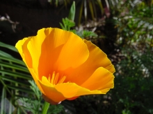 California poppy