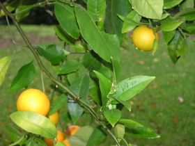 Oranges on tree
